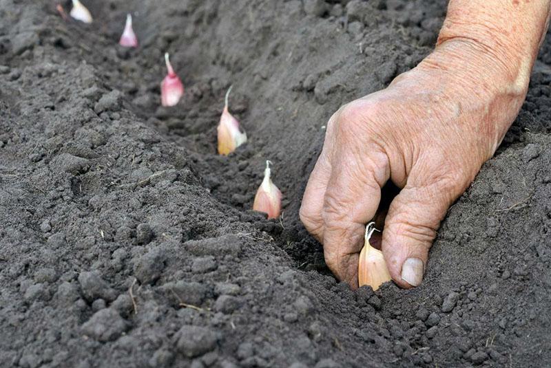 planter de l'ail avant l'hiver