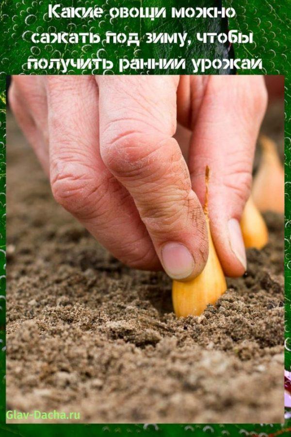 que verduras plantar antes del invierno