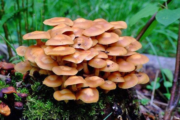 propriétés utiles des agarics au miel