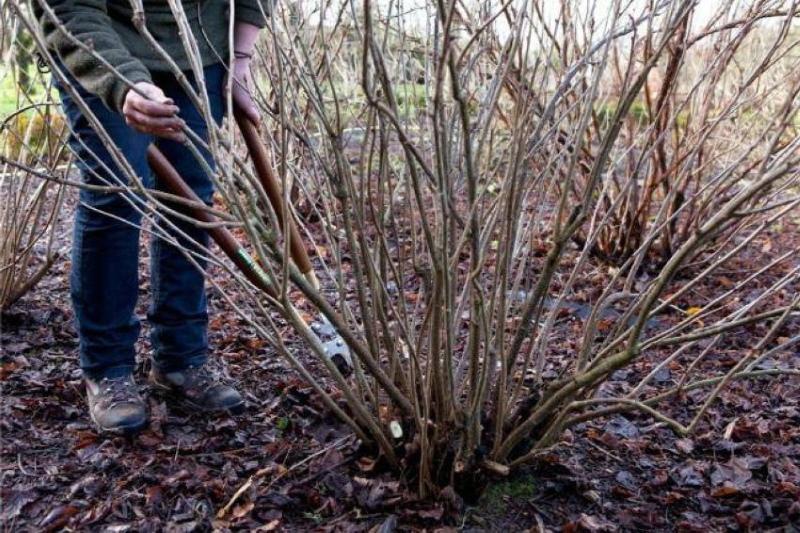 poda de grosella negra en el esquema de otoño