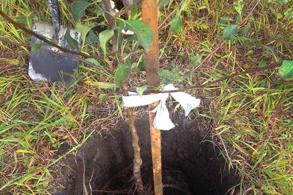 planter des semis en avril