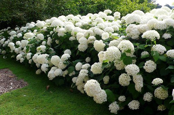 Hortensia arbre en haie