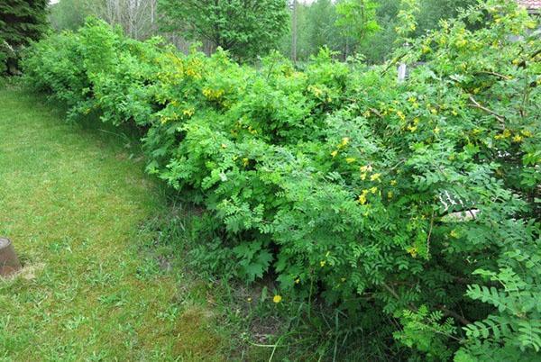 haie d'acacia jaune