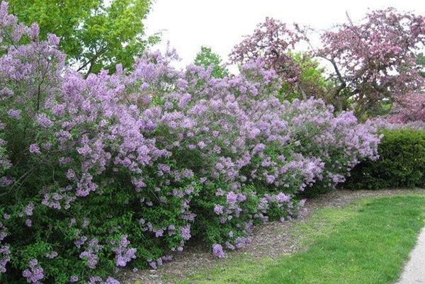 haie de lilas volumineuse