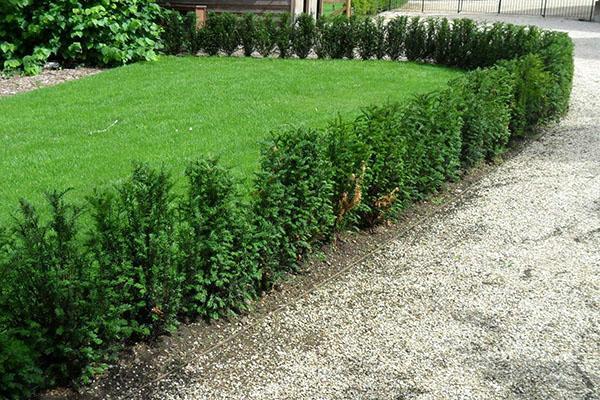 planter des semis de conifères pour une haie à un rang