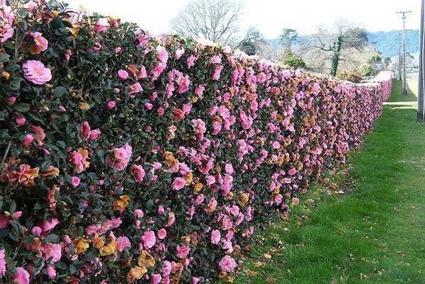 haie de roses du parc