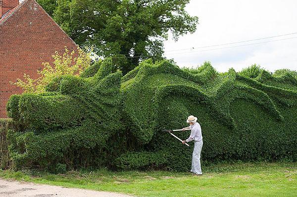 l'art de la taille des haies topiaires