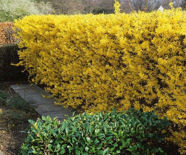 haie de forsythia