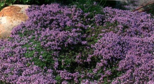 quelles plantes obstruent les mauvaises herbes