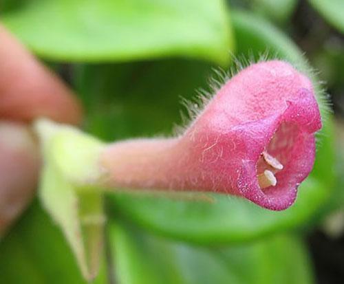 nématanthus fritsch