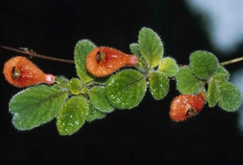 menta nematanthus