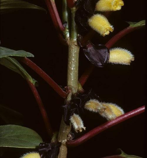 nematanthus de pelo corto