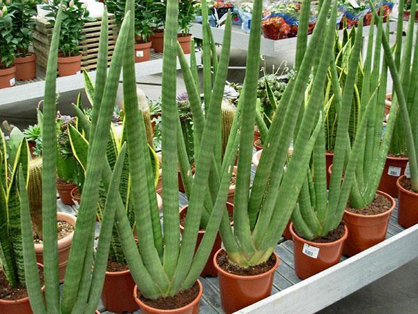 Cylindre Sansevieria
