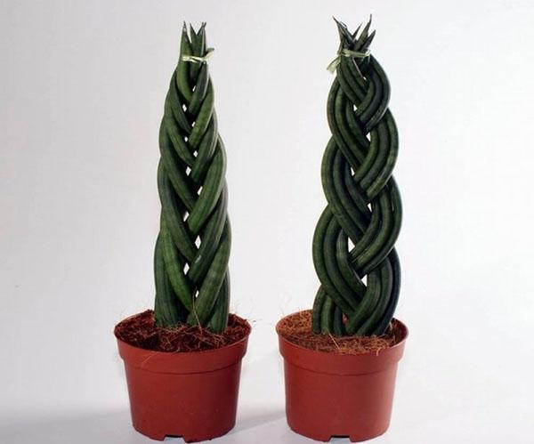 formation de plantes