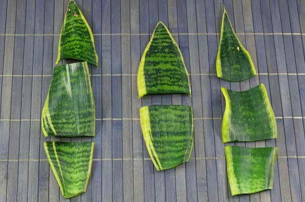 propagation par divisions foliaires