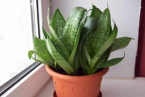 Sansevieria de bajo crecimiento