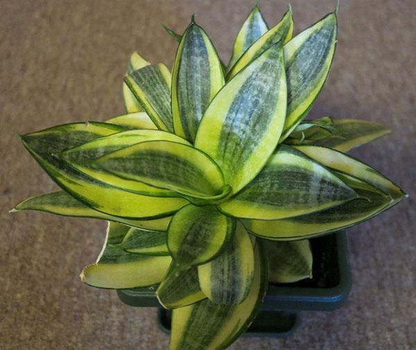 Sansevieria Golden Hanni