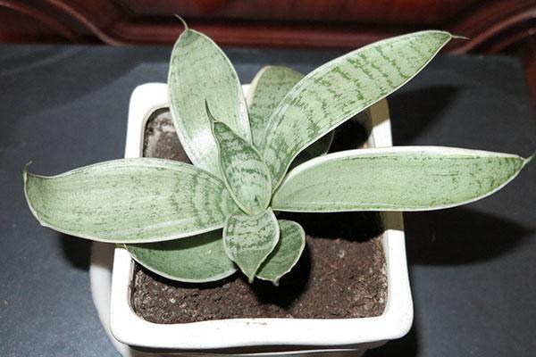 Sansevieria Silver Hanni