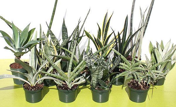 variétés de sansevieria