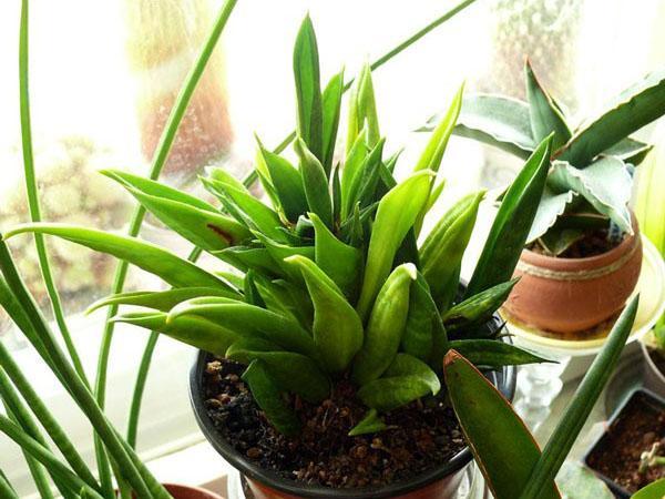 Sansevieria Hanni Christata