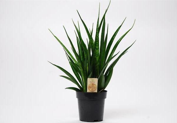 Amigos de Sansevieria kirki