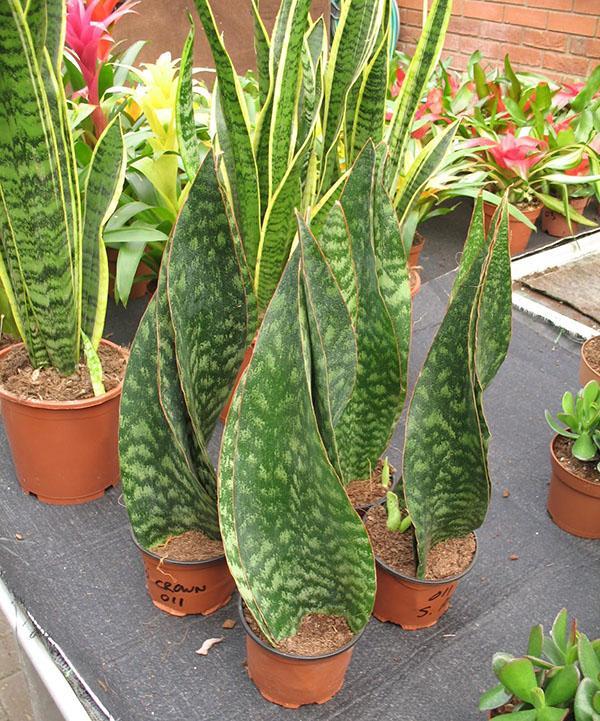 sansevieria ayo