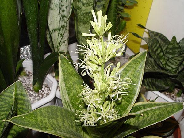 Sansevieria florece