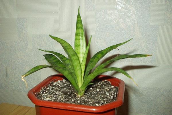 Sansevieria Duneri