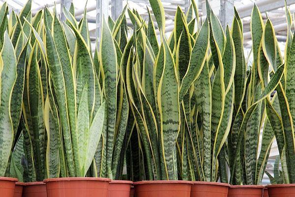 sansevieria de tres carriles