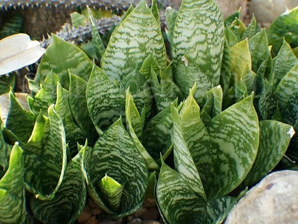 Sansevieria compacta