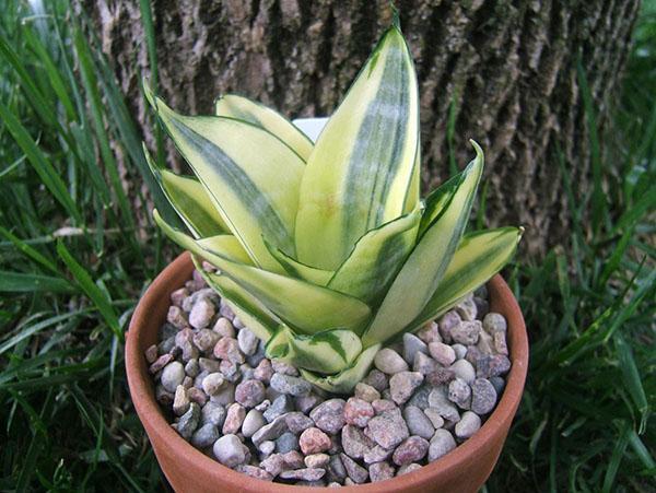 sansevieria