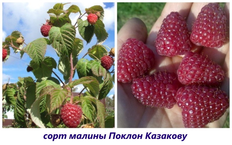 arc de variété de framboise à kazakov