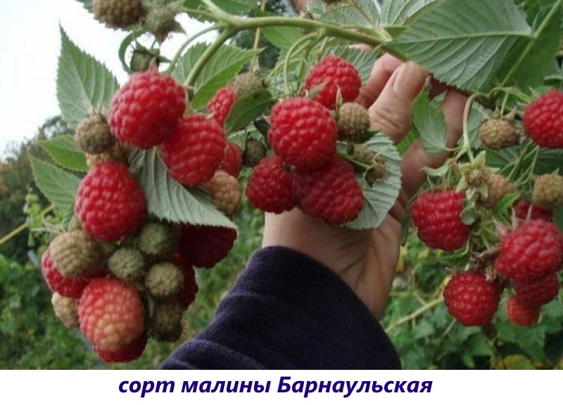 variedad de frambuesa Barnaul