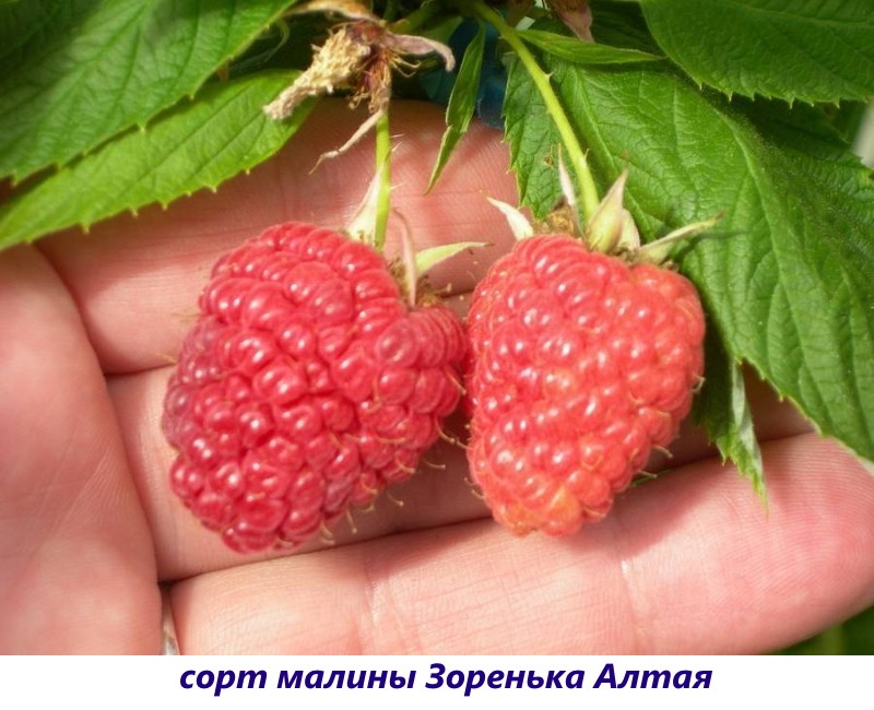 variedad de frambuesa Zorenka Altai