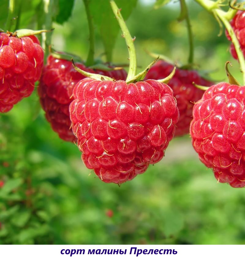 variété de framboise belle