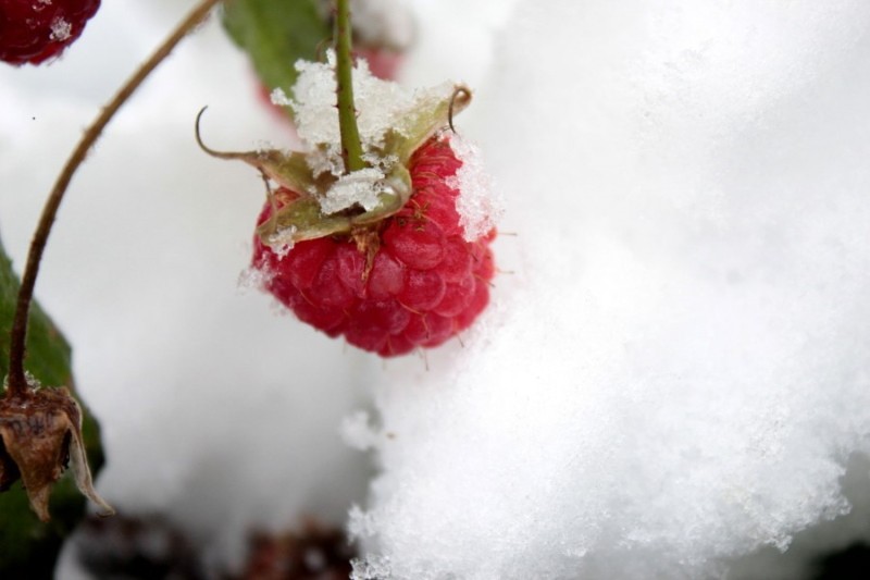 variétés de framboises pour la sibérie