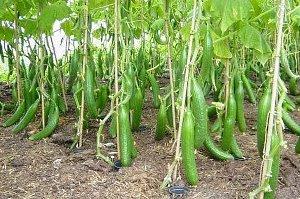 variedad de pepino Picas F1