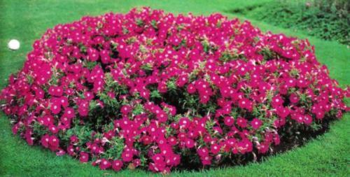 Parterre de pétunias en fleurs