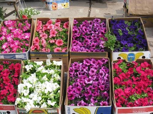 petunia de diferentes variedades