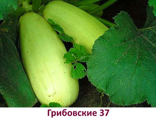 Variétés de courgettes Gribovskie 37 - photo