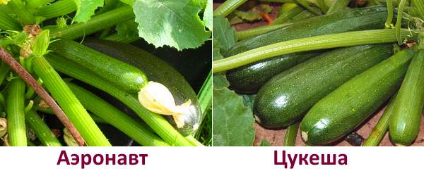Sur la photo des variétés de courgettes Aeronaut et Tsukesha