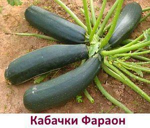 courgette pharaon