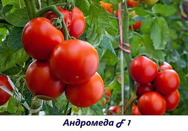 variedad Andromeda