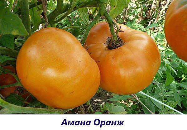 Variedad de naranja Amana
