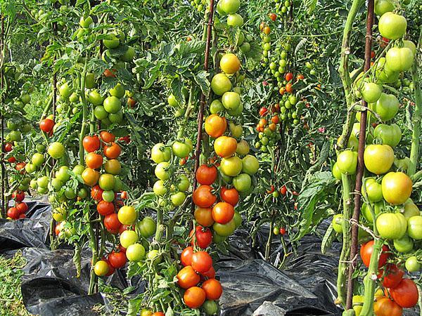 tomates de campo abierto