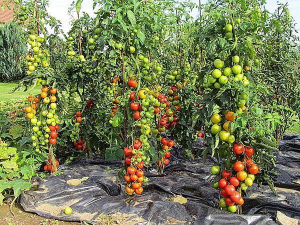 variedades de tomate de alto rendimiento en el país