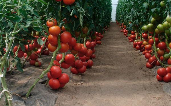 tomates de invernadero