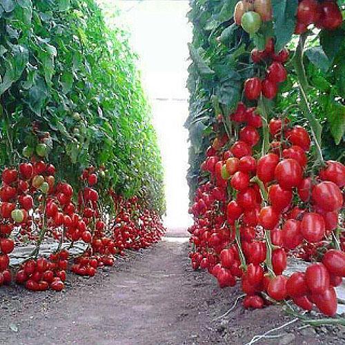 tomates pour la conservation