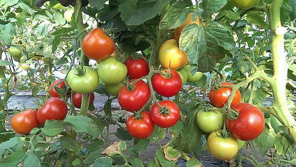 variedades de tomate de alto rendimiento