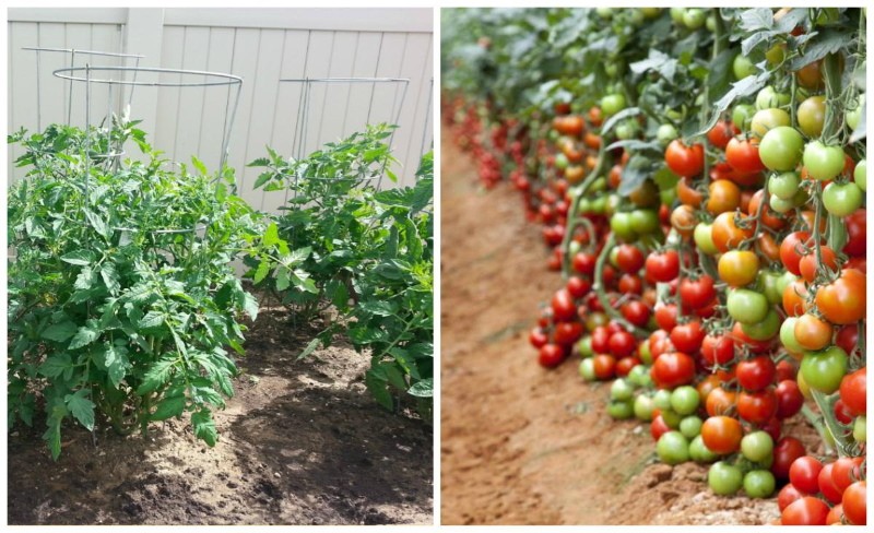 caractéristiques des tomates déterminantes